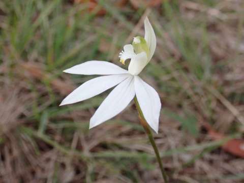 Lady 2025 finger orchid